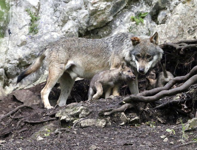 Najbolj pomembna stvar v življenju volkov je družina. Foto Reuters