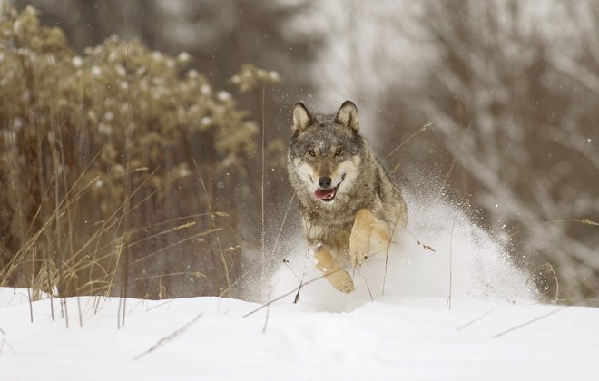 Volkovi v tropu utrjujejo prijateljstvo z različnimi rituali. Najboljši vodje so starejši samci in samice. Foto Reuters
