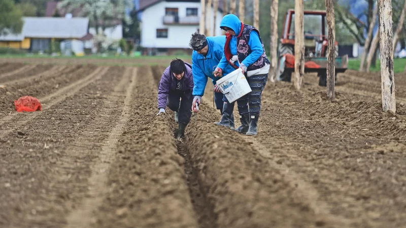 Nova hmeljišča v Mislinjski dolini rastejo kot gobe po dežju. FOTO: Tadej Regent
