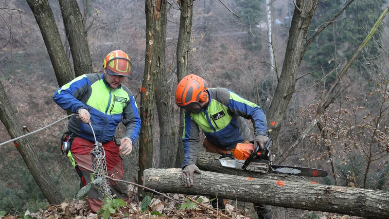 Fotografija: Podiranje dreves na Rožniku v Ljubljani. FOTO: Tomi Lombar/Delo
