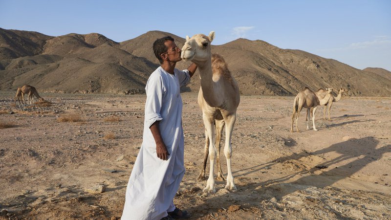 Fotografija: Šejk Salama ob naključnem srečanju z eno od svojih kamel sredi Vzhodne puščave, na poti do najdbišča ene najstarejših meniških naselbin. FOTO: Matjaž Kačičnik