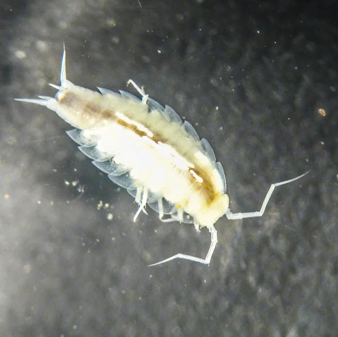 Alpioniscus Sideralis FOTO: ESA–M. Fincke