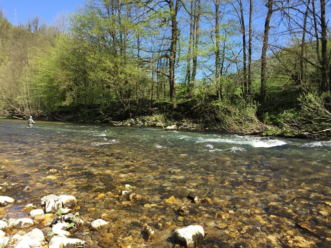 Ribolov na Idrijci FOTO: Ribiška družina Idrija