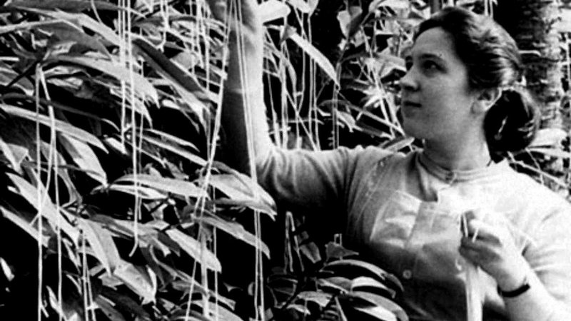 Fotografija: Ko je leta 1957 BBC poročal o obilni letini špagetov, ki so jih ­obrodila drevesa v Švici, so gledalci prosili za napotke, kako bi si jih vzgojili tudi na britanskih tleh. FOTO: izsek iz posnetka BBC