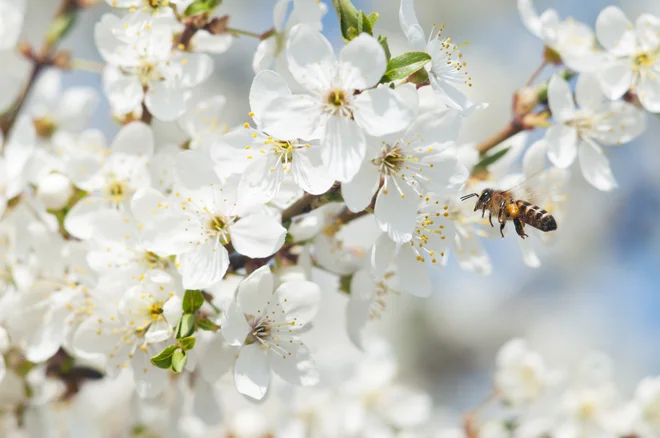 FOTO: Shutterstock