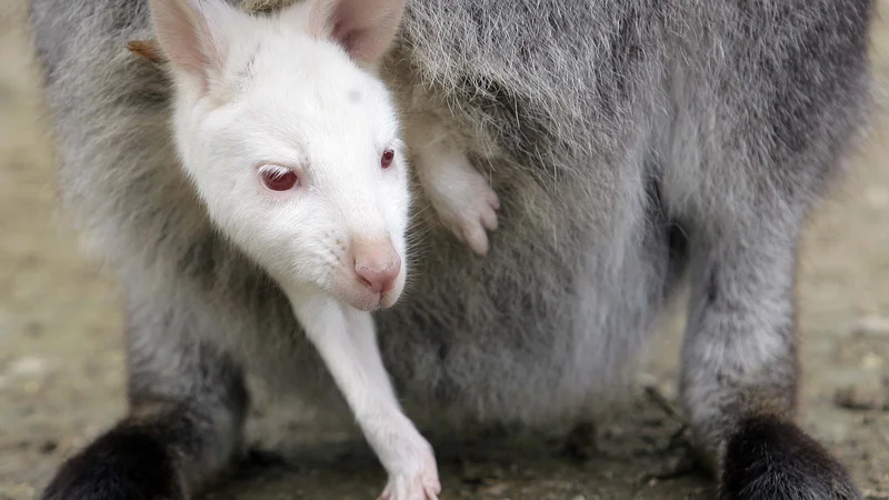 Fotografija: Komaj skoteni albino mladiček kenguruja. Foto Alessandro Garofalo Reuters