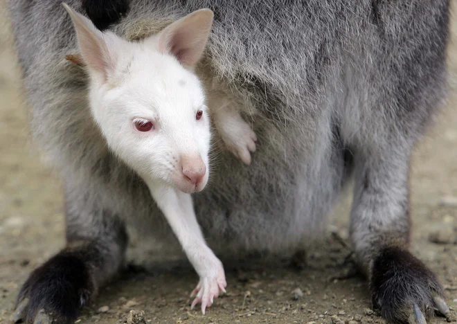 Komaj skoteni albino mladiček kenguruja. Foto Alessandro Garofalo Reuters