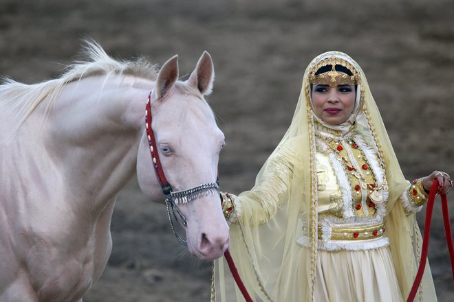 Albino konj se nahaja v Omanu. Foto Stringer. Reuters