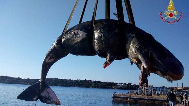 Fotografija: Poginula samica kita. FOTO: Gasilska brigada Porto Cervo