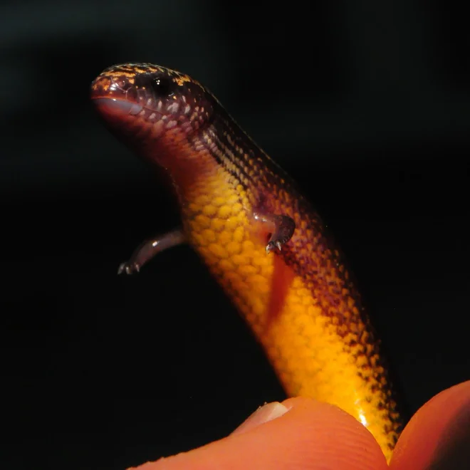Triprsti skink (<em>Saiphos equalis</em>) je videti kot mlada kača z drobnimi nogami. FOTO: Nadav Pezaro/Univerza v Sydneyju