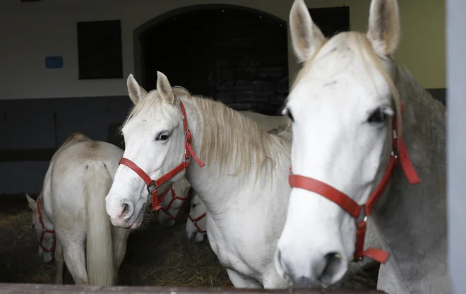 Inšpektorji so v Lipici ugotovili nepravilnosti. FOTO: Blaž Samec/Delo