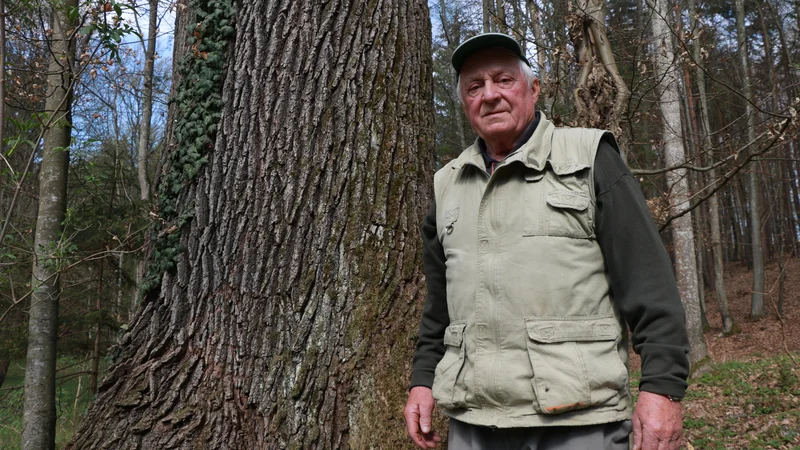 Franc Šinko iz Rogašovcev svojega hrasta ne bi posekal, tudi če za to ne bi dobil denarja. FOTO: Jože Pojbič/Delo