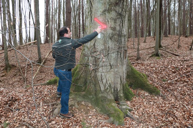 Danilo Belak iz enote ZGS Murska Sobota označuje habitatno drevo v gozdu na Goričkem. FOTO: Jože Pojbič/Delo