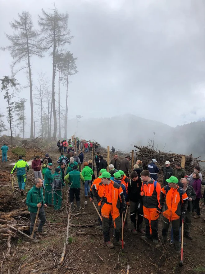 Na površini okoli pet hektarjev gozdov so posadili skupno 10 tisoč sadik gozdnega drevja - smreke, macesna, bukve, češnje, hruške in lesnike. FOTO: SiDG