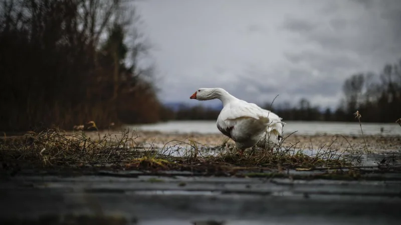 Fotografija: jezero Foto Uroš Hočevar
