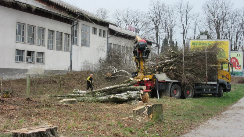 Fotografija: Na območju nekdanje mlekarne so posekali drevesa, ker da bi v prihodnje ovirala gradnjo vila blokov. FOTO: Špela Kuralt/Delo