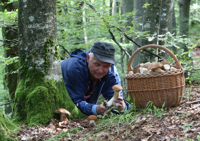 Pri nabiranju gob je dobro biti previden. FOTO: Igor Modic