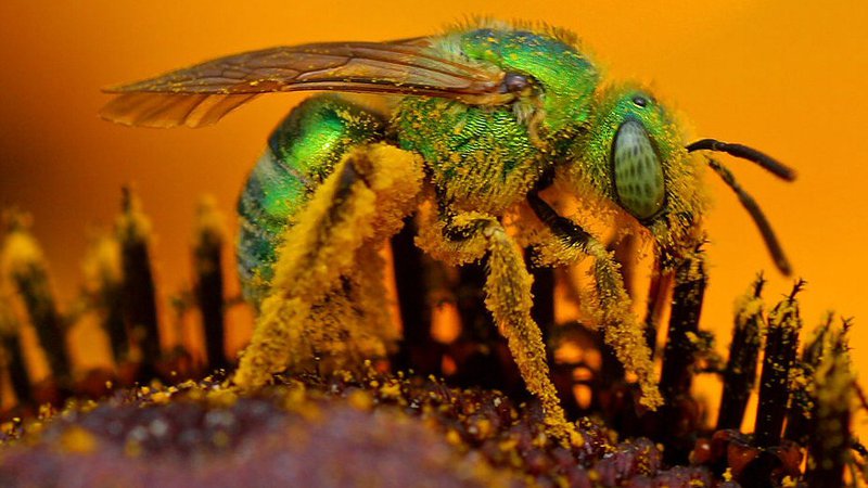 Fotografija: Čebele iz družine Halictidae označujejo tudi kot znojne. Privlači jih človeški pot. FOTO: Wikipedia