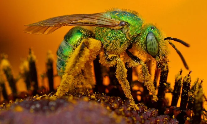 Čebele iz družine Halictidae označujejo tudi kot znojne. Privlači jih človeški pot. FOTO: Wikipedia