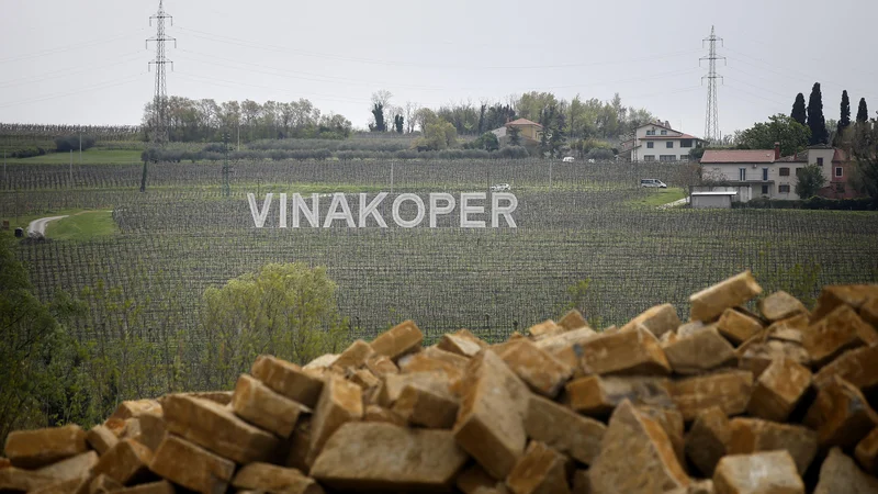 Fotografija: Vinakoper upravlja 600 hektarov vinorodnih zemljišč na atraktivnih lokacijah po slovenski Istri. Foto Blaž Samec