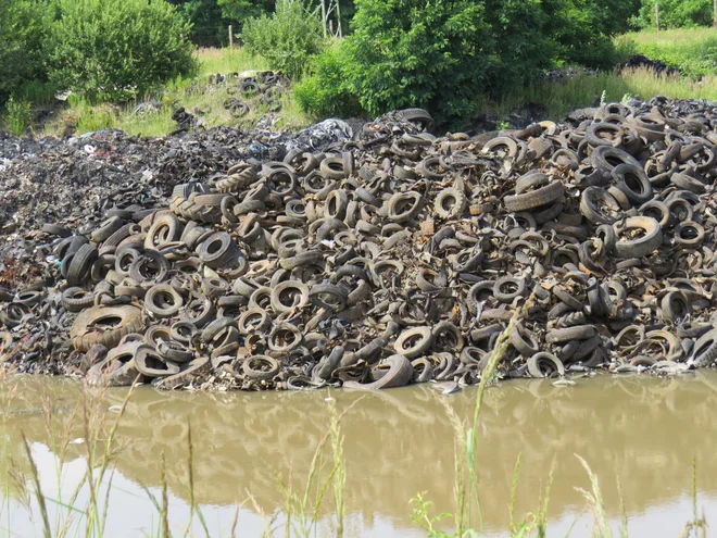 Odpadne gume so glavno transportno sredstvo, stoječe vode pa življenjsko okolje. FOTO: Franc Milošič/Delo