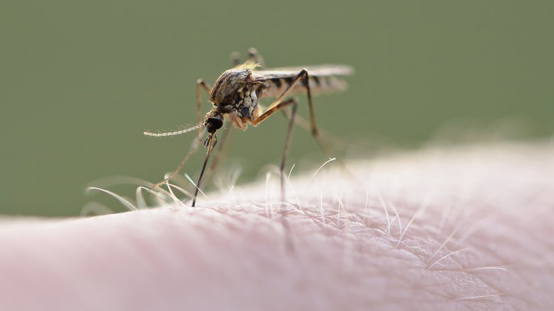 Fotografija: Razmere so dobre, komarji prihajajo. FOTO: Shutterstock