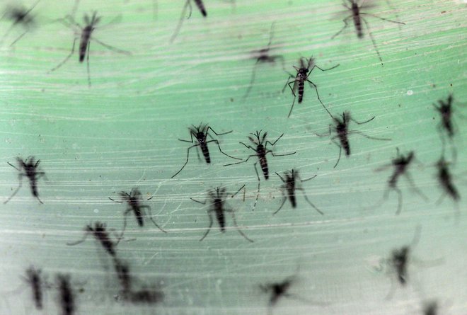 Tigrasti komarji prihajajo iz Azije. FOTO: Reuters
