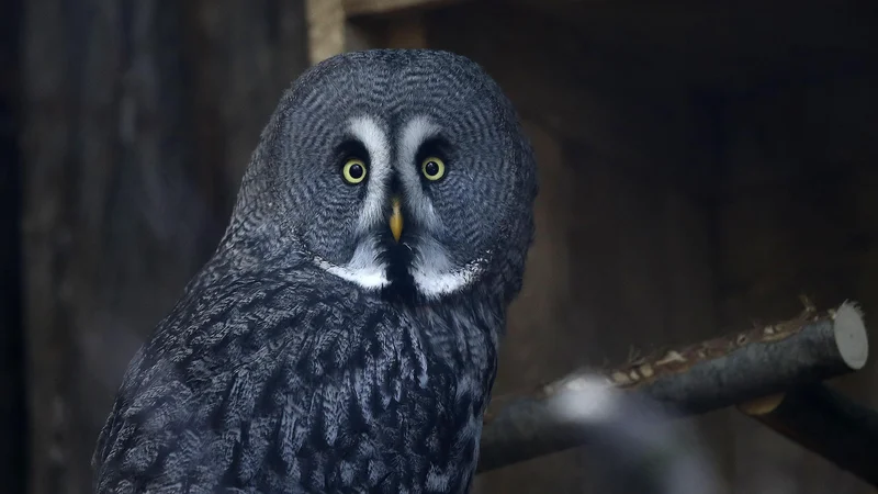 Fotografija: Sova naj bi imela zdaj pristrižena krila, zato bi rada vsaj pooblastila za tajni vstop v prostor in tajno snemanje v prostoru. Foto Blaž Samec