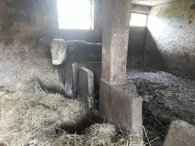 Grozljivo je bilo tudi stanje v hlevu z biki. FOTO: Društvo za zaščito konj