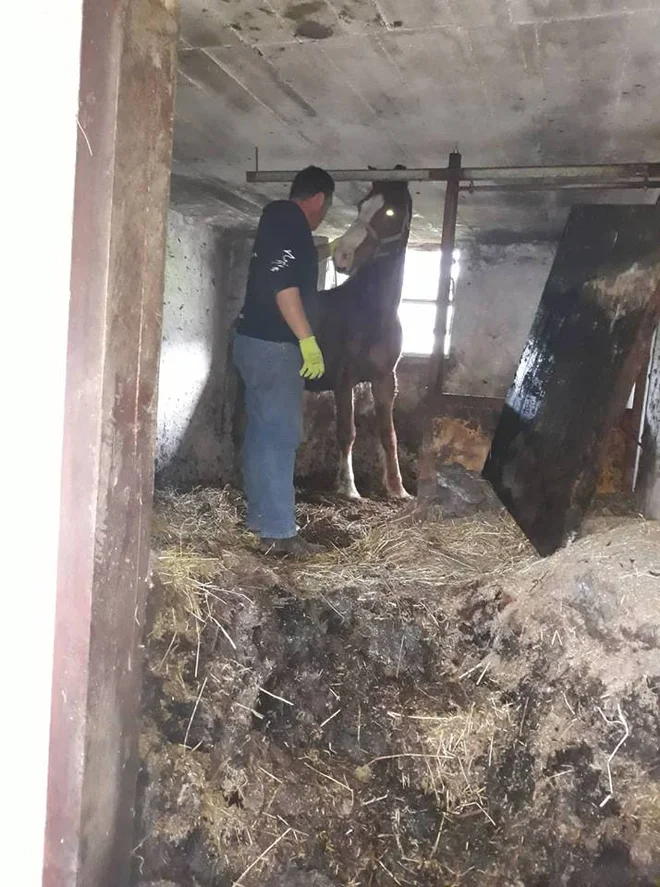 Konja so uspavali. FOTO: Društvo za zaščito konj