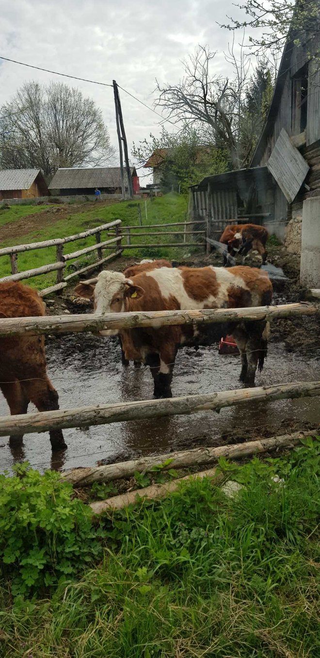 Primer zanemarjenih živali v vasi Kovk pri Hrastniku. FOTO: Društvo za zaščito konj