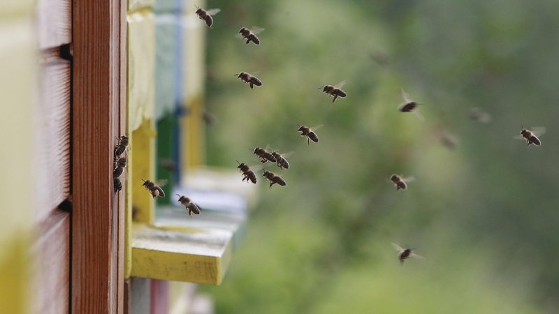 Fotografija: Blejski čebelarji organizirano delujejo že okroglih 100 let. FOTO: Leon Vidic/Delo