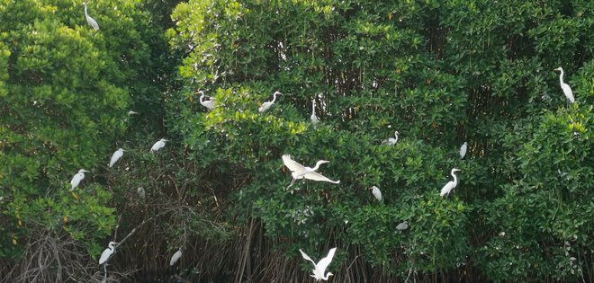 Male bele čaplje (Egretta garzetta) – v Indiji je raj zanje. Foto Boris Šuligoj
