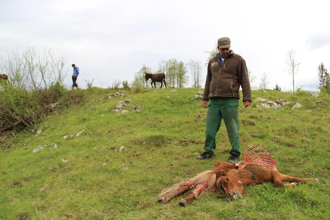 Ponoči divje živali kadavre odvlečejo v gozd in za ocenjevalce ni dokaza, da je sploh prišlo do škode. Foto Simona Fajfar
