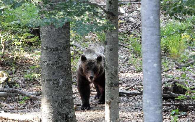 Medved na krmišču v snežniških gozdovih. FOTO: Ljubo Vukelič/Delo