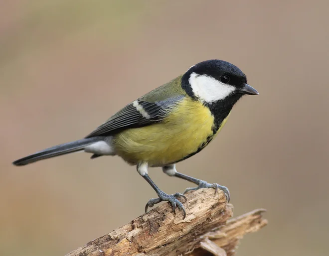 Velika sinica (<em>Parus major</em>) je v Sloveniji zelo pogosta in splošno razširjena vrsta. FOTO: Alen Ploj