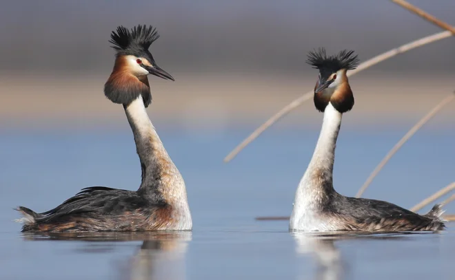 Čopasti ponirek (<em>Podiceps cristatus</em>) je v Evropi splošno razširjen, v Sloveniji pa je redek gnezdilec. FOTO: Alen Ploj