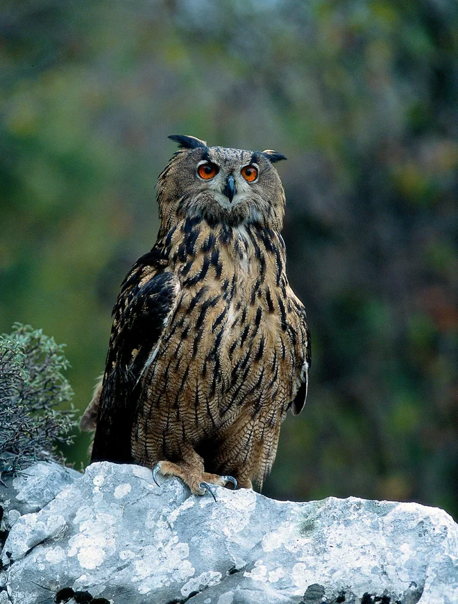 Velika uharica (<em>Bubo bubo</em>) je razširjena skoraj po vsej Evropi. V Sloveniji je splošno razširjena z izjemo JV in SV dela države. FOTO: Tomaž Mihelič