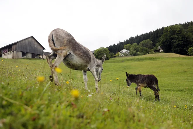 Potrebujemo hrano, ceste, hiše, vodo in vse drugo. FOTO: Uroš Hočevar/Delo