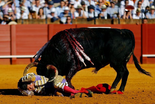 Občasno se huje poškoduje tudi rabelj, v tem primeru matador. Foto Marcelo Del Pozo Reuters