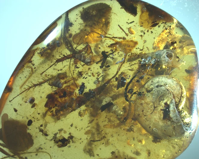Zanimiv primerek jantarja, v katerem so našli ostanke morskih živali. FOTO: Nanjing Institute of Geology and Palaeontology&nbsp;
