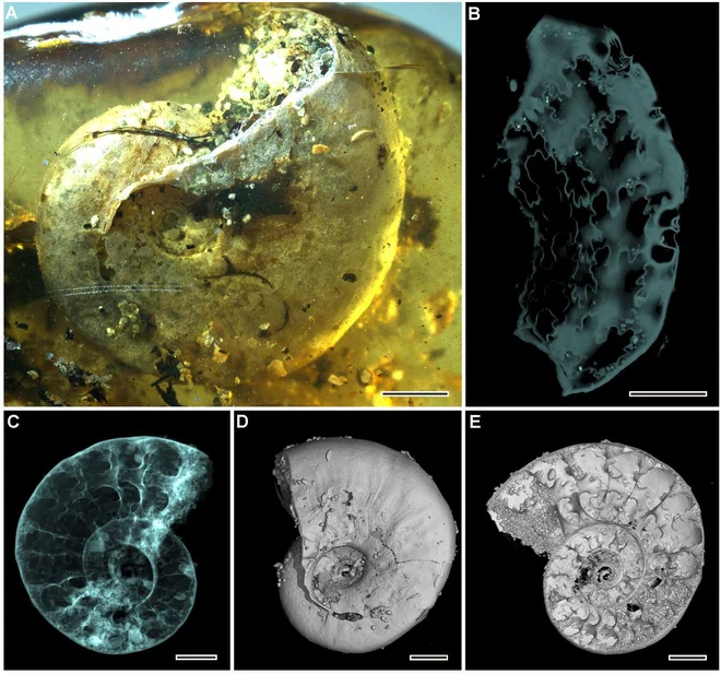 Lupinica amonita v jantarju. FOTO: Nanjing Institute of Geology and Palaeontology