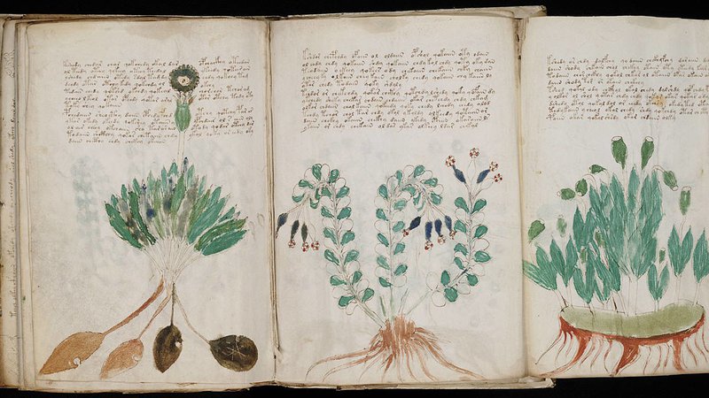 Fotografija: V Voynichevem rokopisu so po mnenju Chesira znanja s področja zdravilnih rastlin, terapevtskih kopeli in astroloških naukov, ki se nanašajo na vprašanja srca, duha in človeške reprodukcije. FOTO: Wikipedia