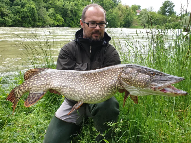 Ribič Matjaž Pavlin z današnjim ulovom. FOTO: Zoran Leko