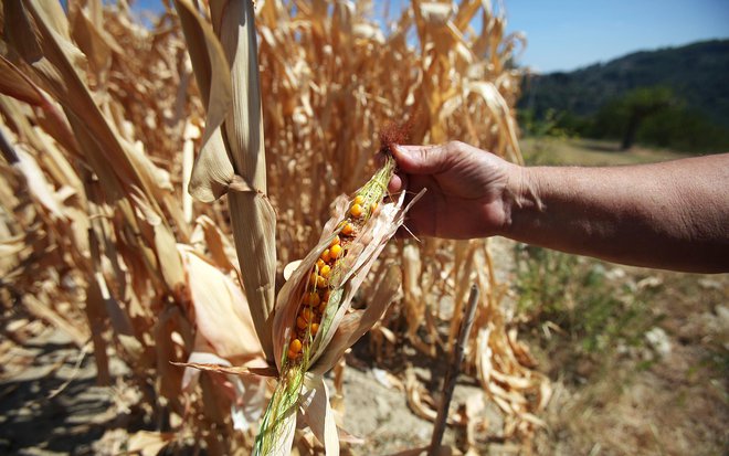Podnebne spremembe ogrožajo pridelavo hrane, poleg tega so rastline manj hranljive. FOTO: Jože Suhadolnik/Delo