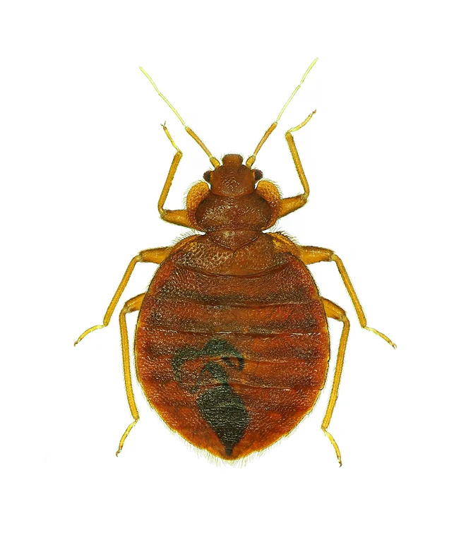 Posteljna stenica (Cimex lectularius) FOTO: Shutterstock