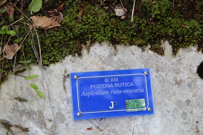 Turistično društvo Dobrepolje je del rimske ceste opremilo z napisi, ki opozarjajo na posamezne rastline.