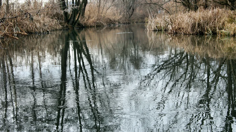 Fotografija: Potok Struga v zaščitenem Krajinskem parku Vrbje. FOTO: Brane Piano