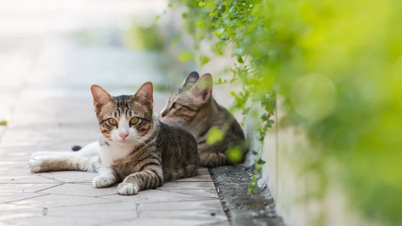 Fotografija: Fotografija je simbolična. FOTO: Shutterstock