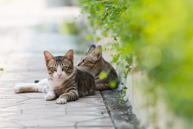 Fotografija je simbolična. FOTO: Shutterstock